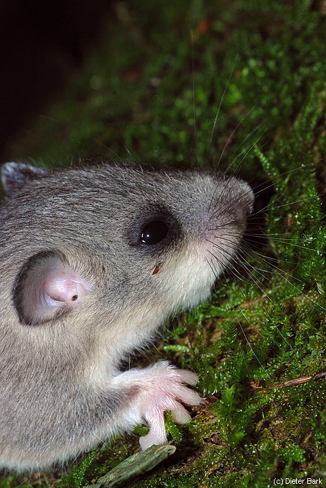 34    Nach dem Verlassen des Wurfnestes zunaechst noch aengstliche Blicke